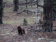 Превью фото № 179767