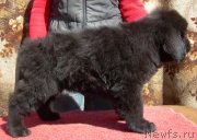 Превью фото № 179858