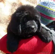 Превью фото № 179859