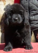 Превью фото № 179861