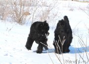 Превью фото № 179889