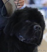 Превью фото № 179949