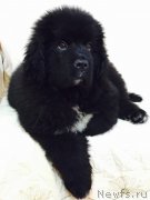 Превью фото № 179961