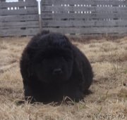 Превью фото № 179989