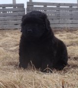 Превью фото № 179990