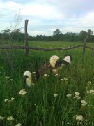 Превью фото № 180042