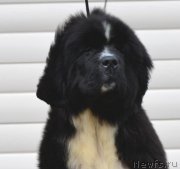 Превью фото № 180053