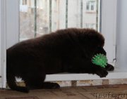 Превью фото № 180086