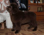 Превью фото № 180087