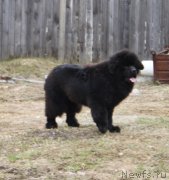 Превью фото № 180145