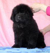 Превью фото № 180205