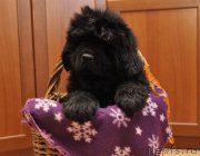 Превью фото № 180233