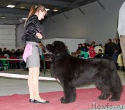 Превью фото № 180282