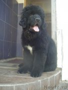 Превью фото № 180287