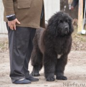 Превью фото № 180296