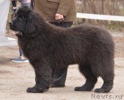 Превью фото № 180297