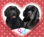 Превью фото № 180436