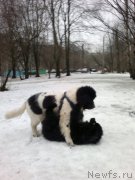 Превью фото № 180447