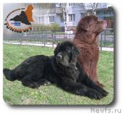 Превью фото № 180483