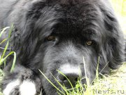 Превью фото № 180511