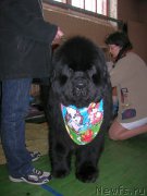 Превью фото № 180655