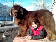 Превью фото № 180673