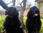 Превью фото № 180717