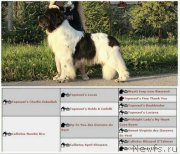 Превью фото № 180792