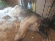 Превью фото № 180850