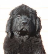 Превью фото № 180923