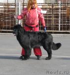 Превью фото № 18100