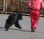 Превью фото № 18101