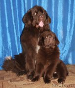 Превью фото № 181016