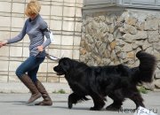 Превью фото № 181047