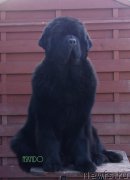 Превью фото № 181061