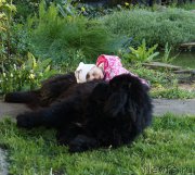 Превью фото № 181120