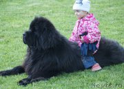 Превью фото № 181121