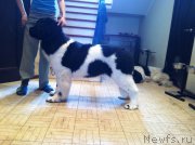 Превью фото № 181125