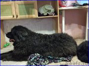 Превью фото № 181150