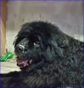 Превью фото № 181153