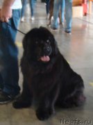 Превью фото № 181154