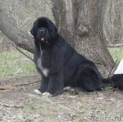 Превью фото № 181158