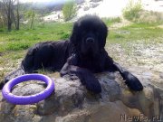 Превью фото № 181179