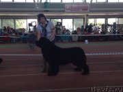 Превью фото № 181183