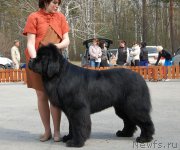 Превью фото № 181241