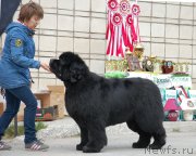 Превью фото № 181245