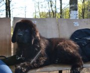 Превью фото № 181314