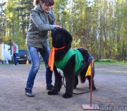 Превью фото № 181315