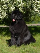 Превью фото № 181347