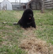 Превью фото № 181436